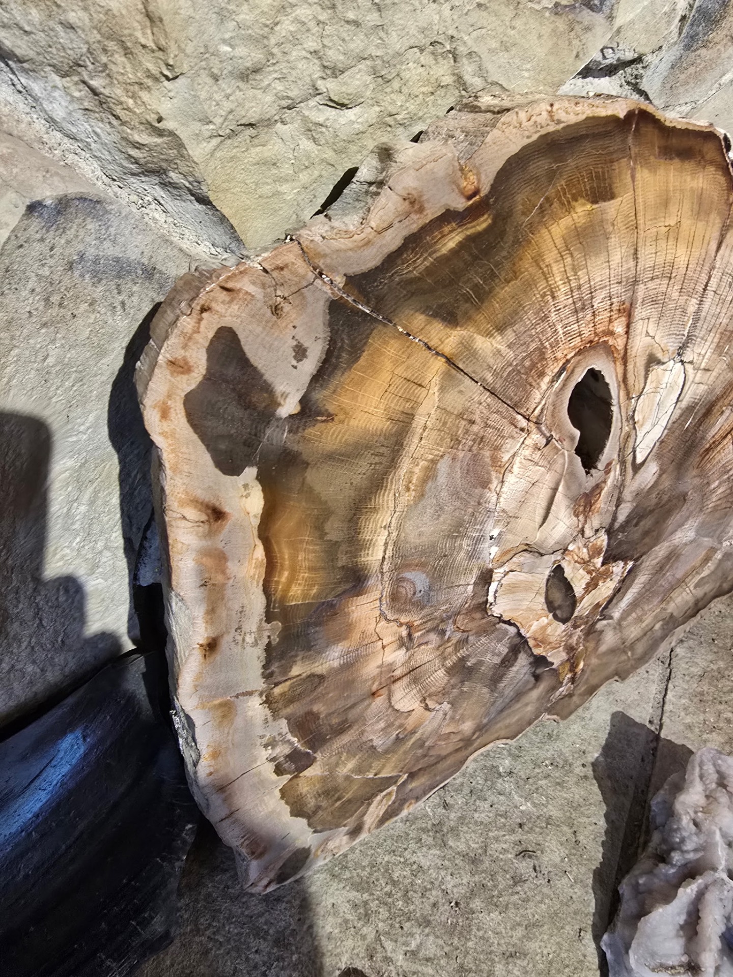 Petrified Wood