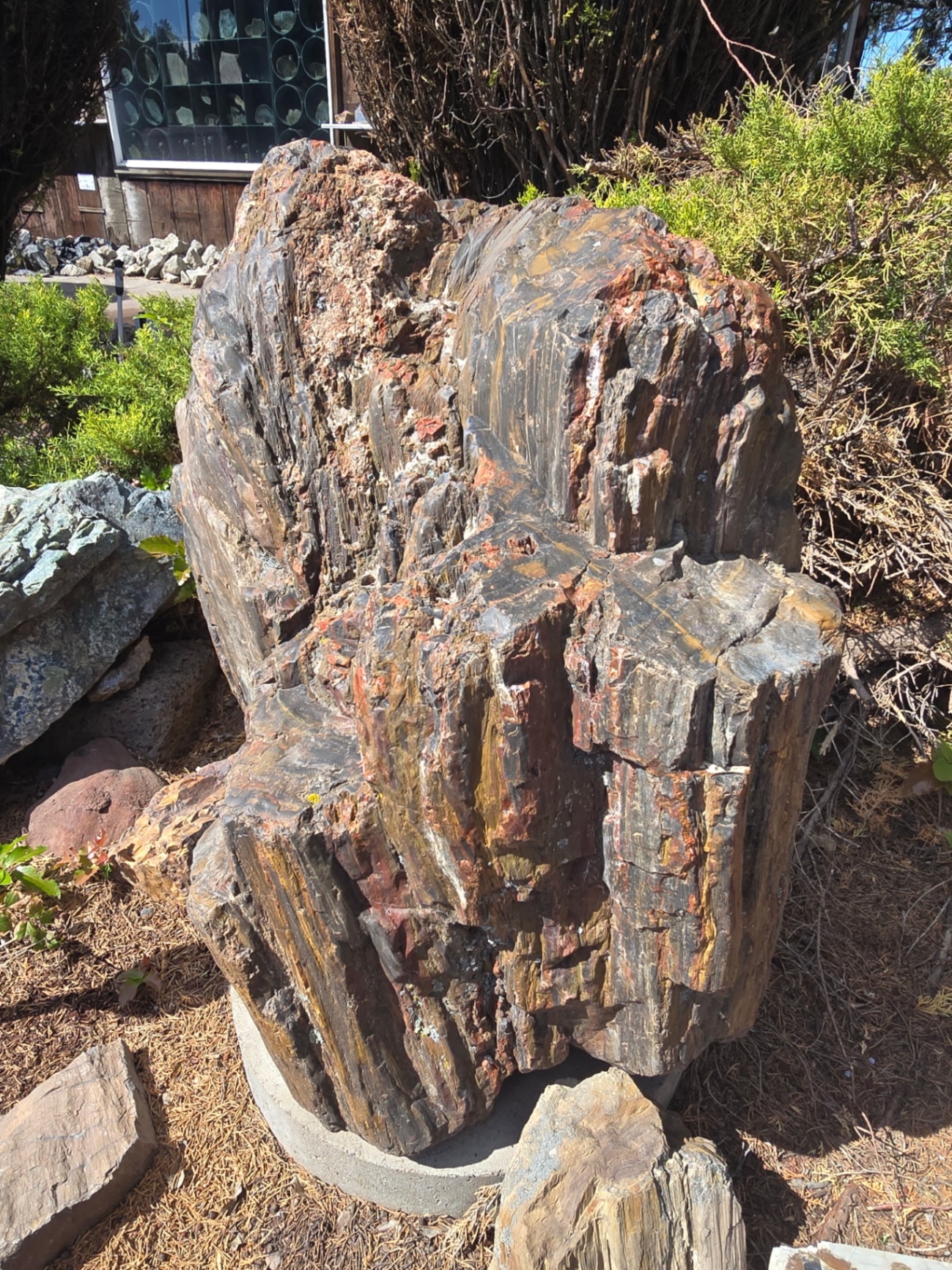 Massive petrified wood boulder with red and gold tones in the yard