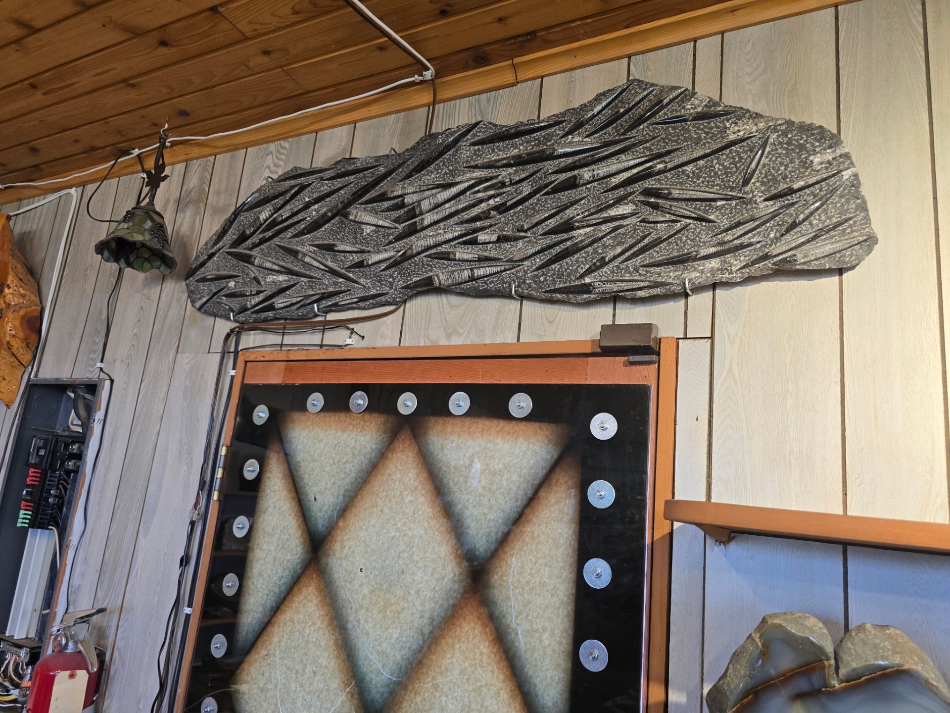 Large orthoceras fossil slab mounted on the shop wall